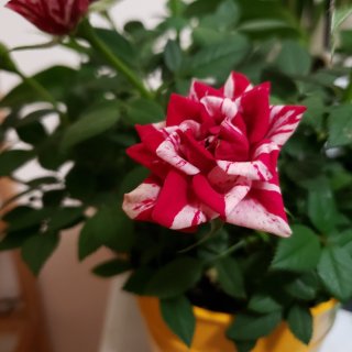 mini roses