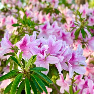 杜鹃Azalea| flowering ...