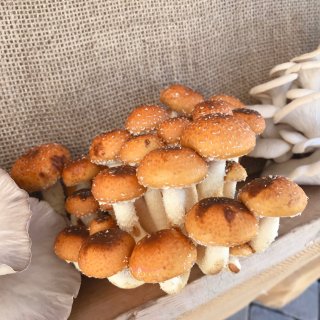 懒兔月记｜12月农夫市场有蘑菇😍猴头菇茶...