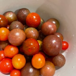 八月下种的巧克力番茄🍅...