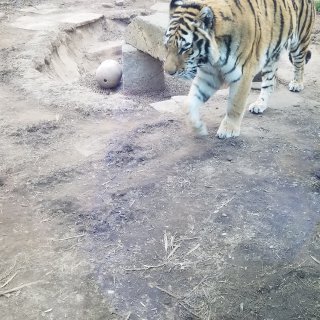 PA zoo