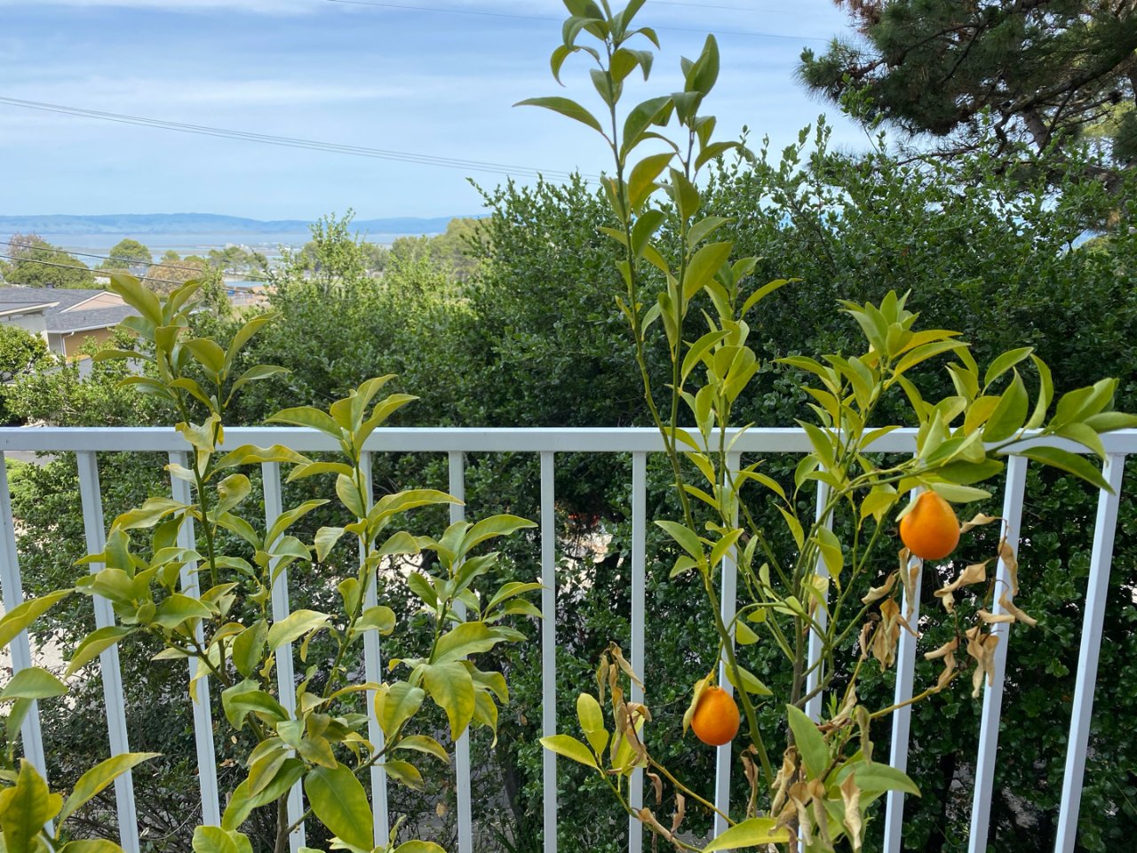 宅家季3⃣️2⃣️-院子里的橘子🍊树成熟...