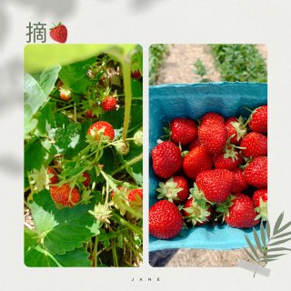 【local-3】🍓草莓季来了...