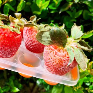 ㊙️半分钟教会你草莓的神仙吃法🍓草莓炼奶...