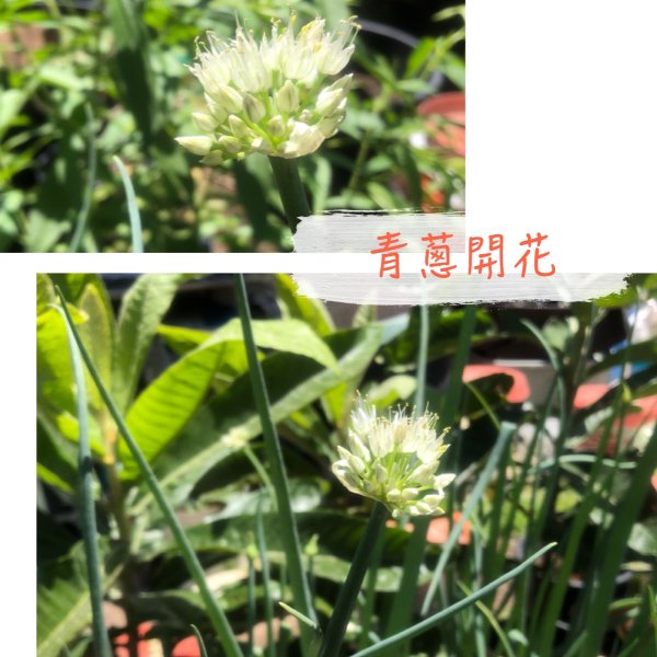 晒货图片
