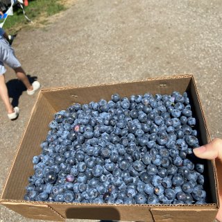 西雅图周末好去处：摘蓝莓...