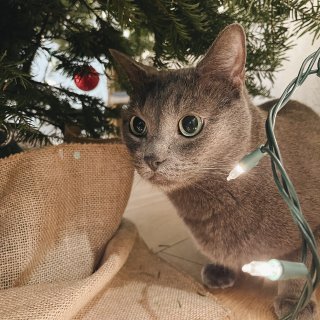 貓貓與聖誕樹🐈‍⬛🎄🎅🏼...