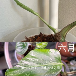 【回顾】白锦龟背竹的一年又一个月...