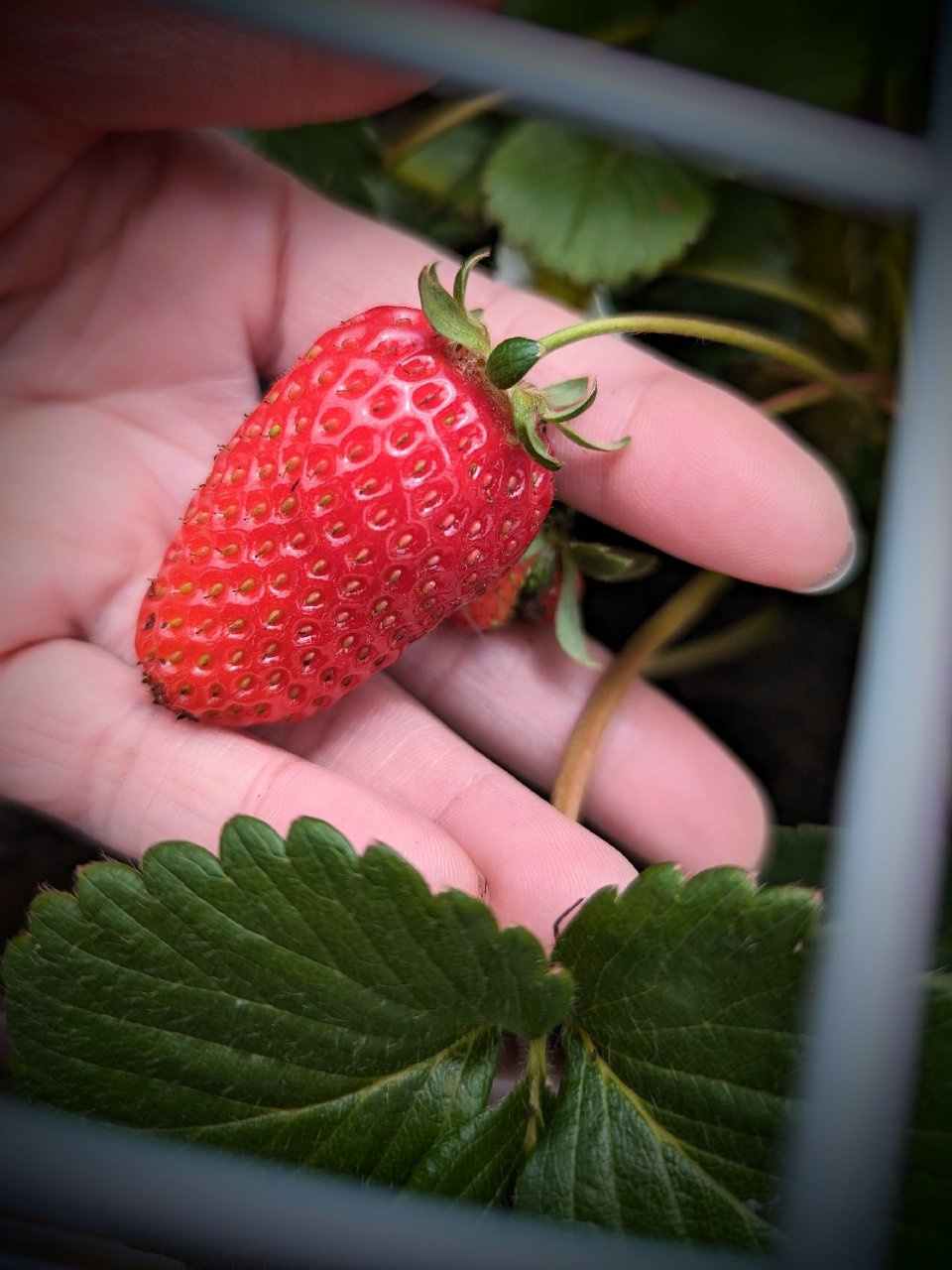 拯救草莓🍓