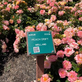 【踏青】花儿都开好啦~圣何塞市立玫瑰园 ...