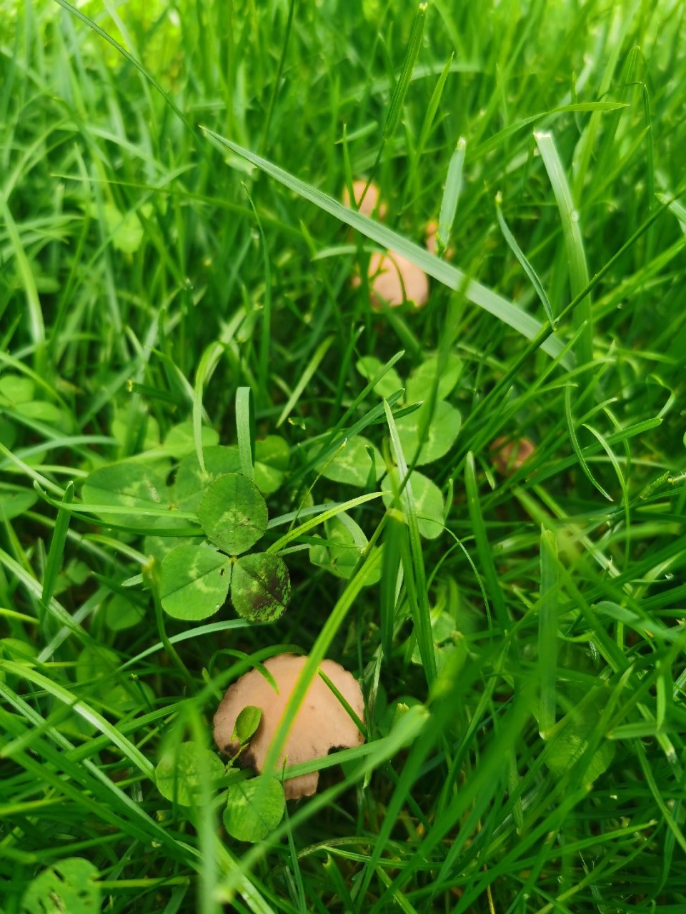 后院草坪长蘑菇🍄😂...