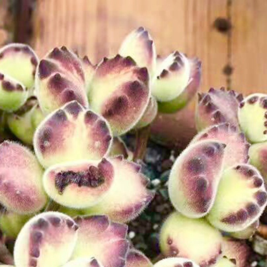 抓心萌肉熊童子❤ Cotyledon tomentosa | 社区家居厨卫精选