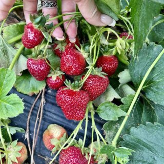 采摘季节- pick strawberr...