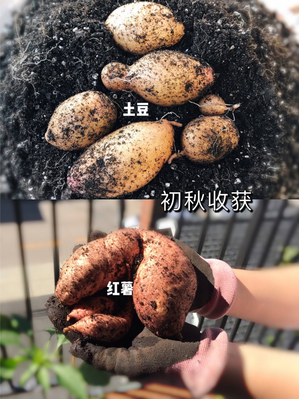 盆种番薯➕土豆｜初秋阳台小菜园收获了🥰...