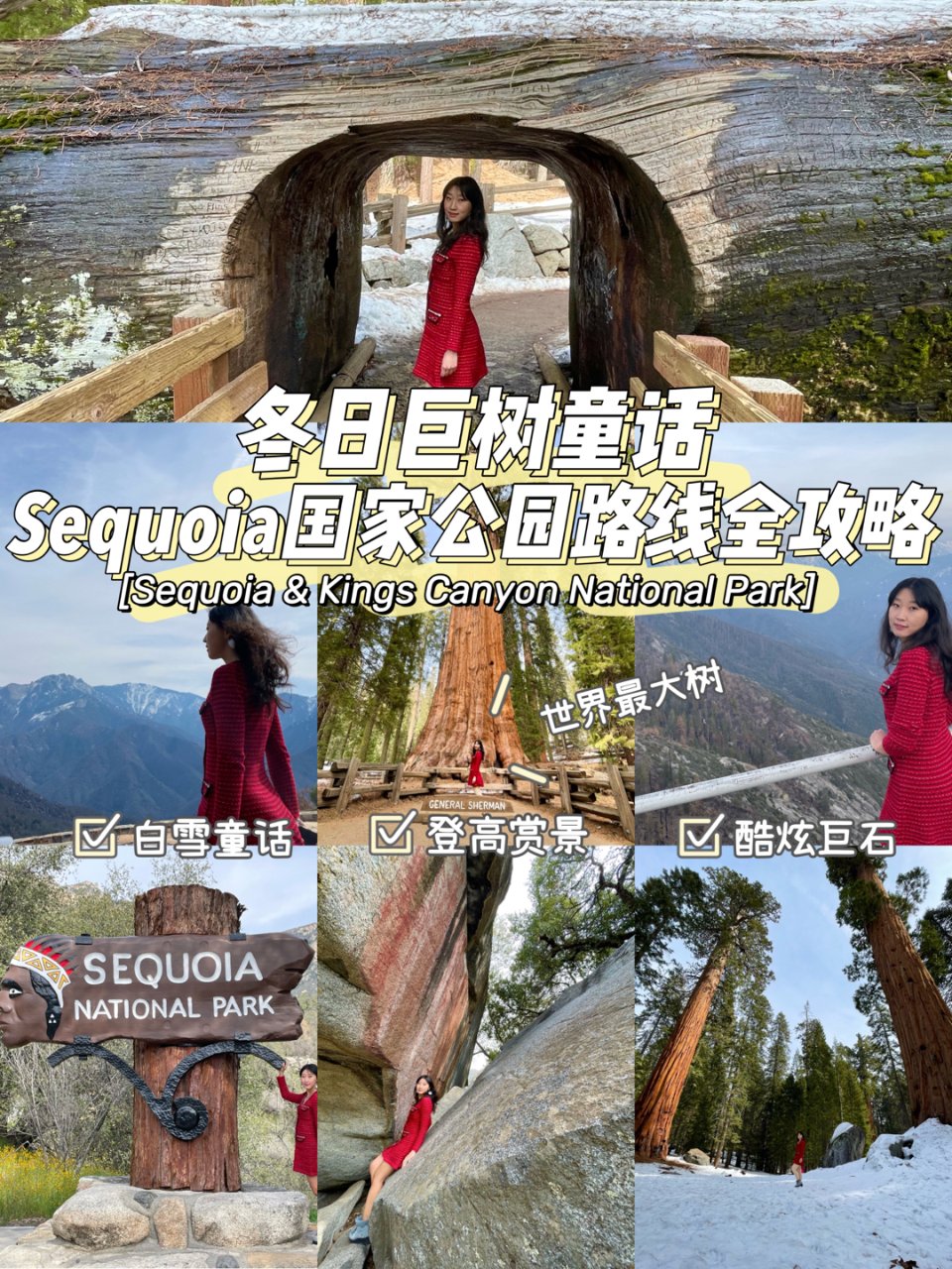 湾区玩乐｜冬日巨树童话 Sequoia国...