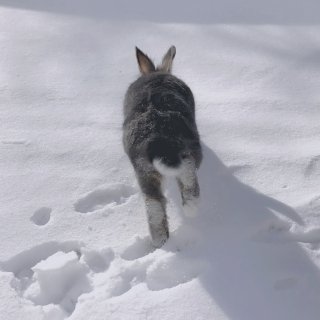 柚子家兔兔 | 兔子对雪的探索🐰❄️...