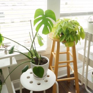 装饰大招分享｜🌿如何让自家的植物和软装，...