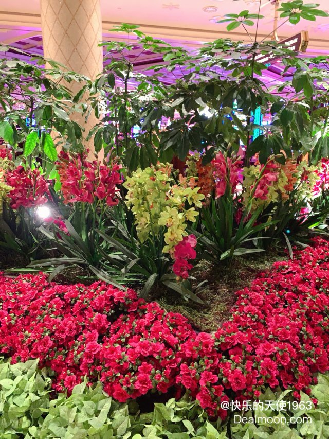 春天的季节里就是百花争艳的时候