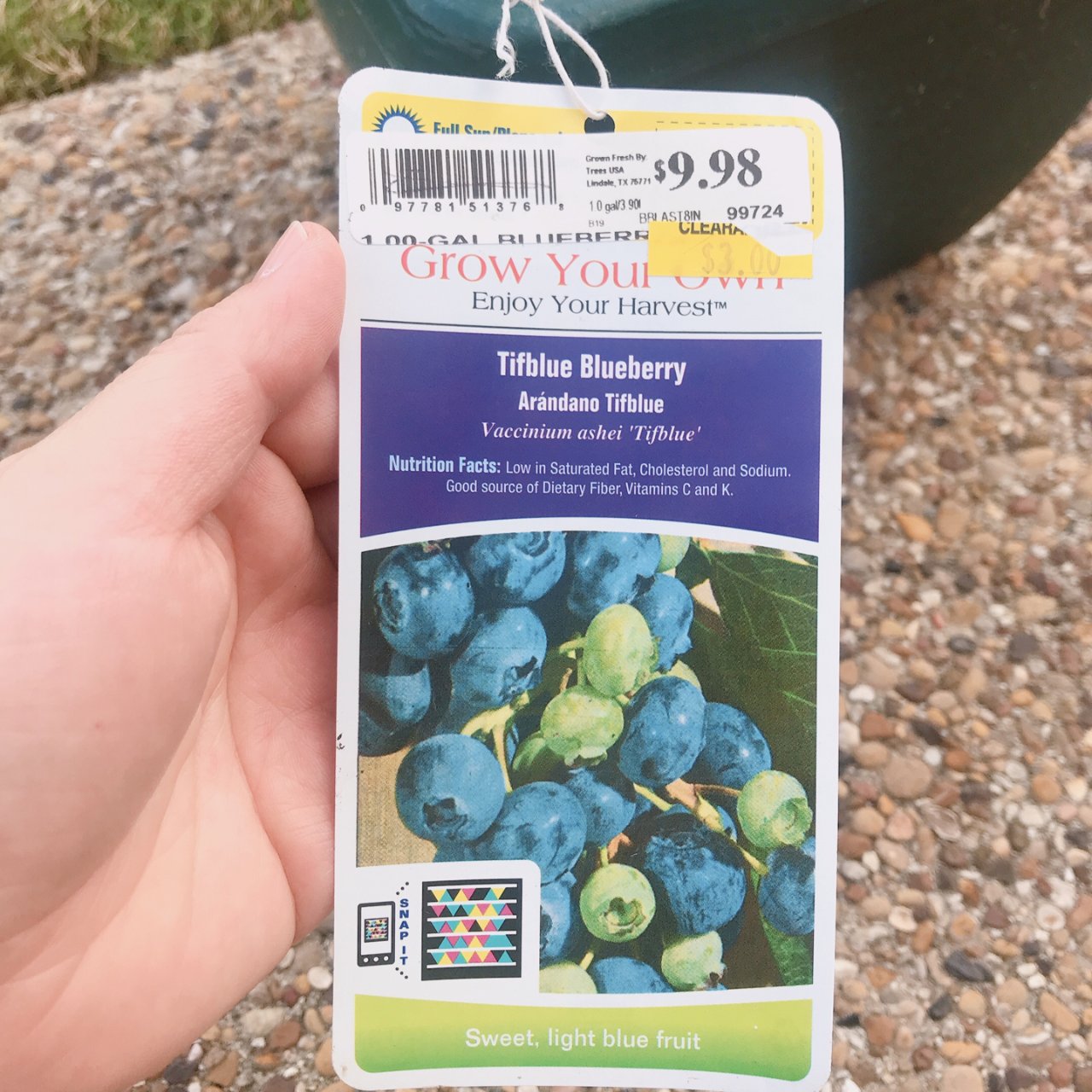 【绿植】开年种一盆蓝莓，年末或许会收获很...