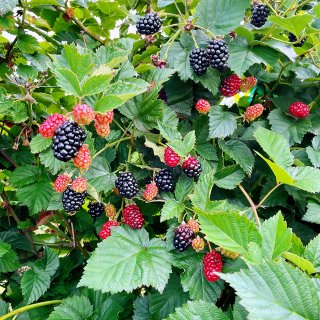 周末农场游🤠摘黑莓很🉑️...