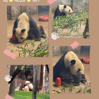 华盛顿史密森学会国家动物园网红大熊猫小奇...