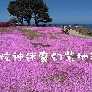 玩乐湾区👉情人角魔幻紫地毯...