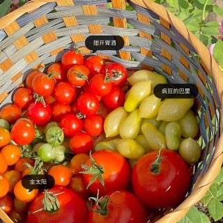 我种过的小番茄品种：甜度和产量测评...