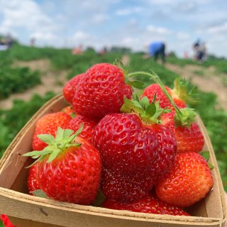 匹兹堡 | 匹村摘草莓🍓农场...