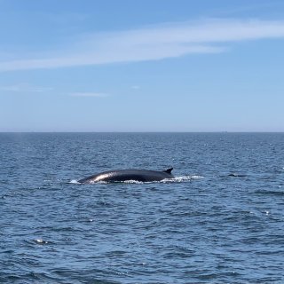 波士顿观鲸团