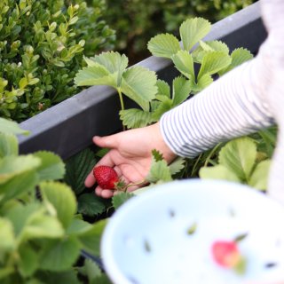 🍓夏日自家后院摘草莓的乐趣草莓🍓...