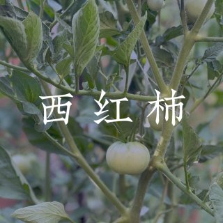 小菜园更新：茄子🍆西红柿🍅种植心得体会...