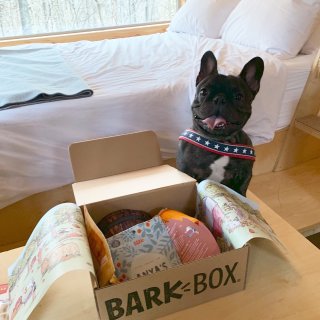 Barkbox,法国斗牛犬