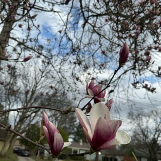 初春的magnolia