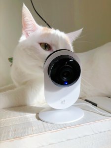 微众测🐱｜监视👀猫主子的工具✅