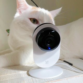 微众测🐱｜监视👀猫主子的工具✅...