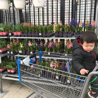 Walmart 小植物价格最便宜...