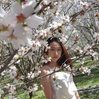 初春-杏花林