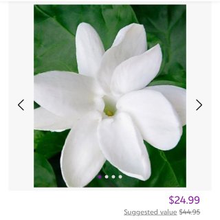 Cottage Farms Direct Live Sambac Jasmine Plant | Best Price and Reviews | Zulily