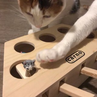 【2.4】筷子转运买来的猫咪玩具...