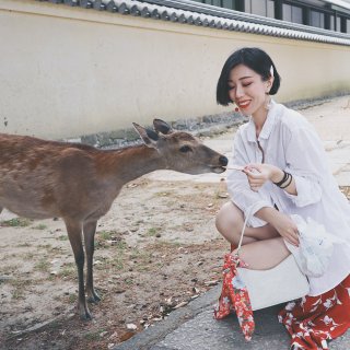 日本游记🇯🇵奈良买鹿仙贝需谨慎🤫被🦌追着...