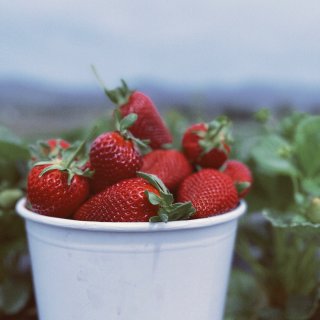 今年的草莓长的真不错！南加草莓农场U-P...