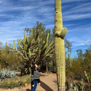 巨型仙人掌🌵乐园Phoenix沙漠植物园...