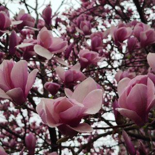 你好春天💮🌺🌱🌸...