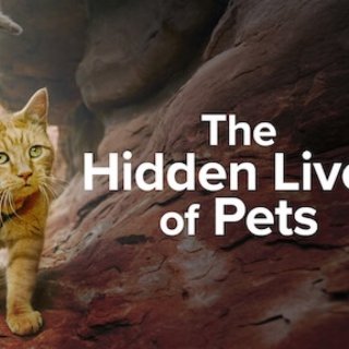 Netflix宠物纪录片丨宠物的秘密生活...