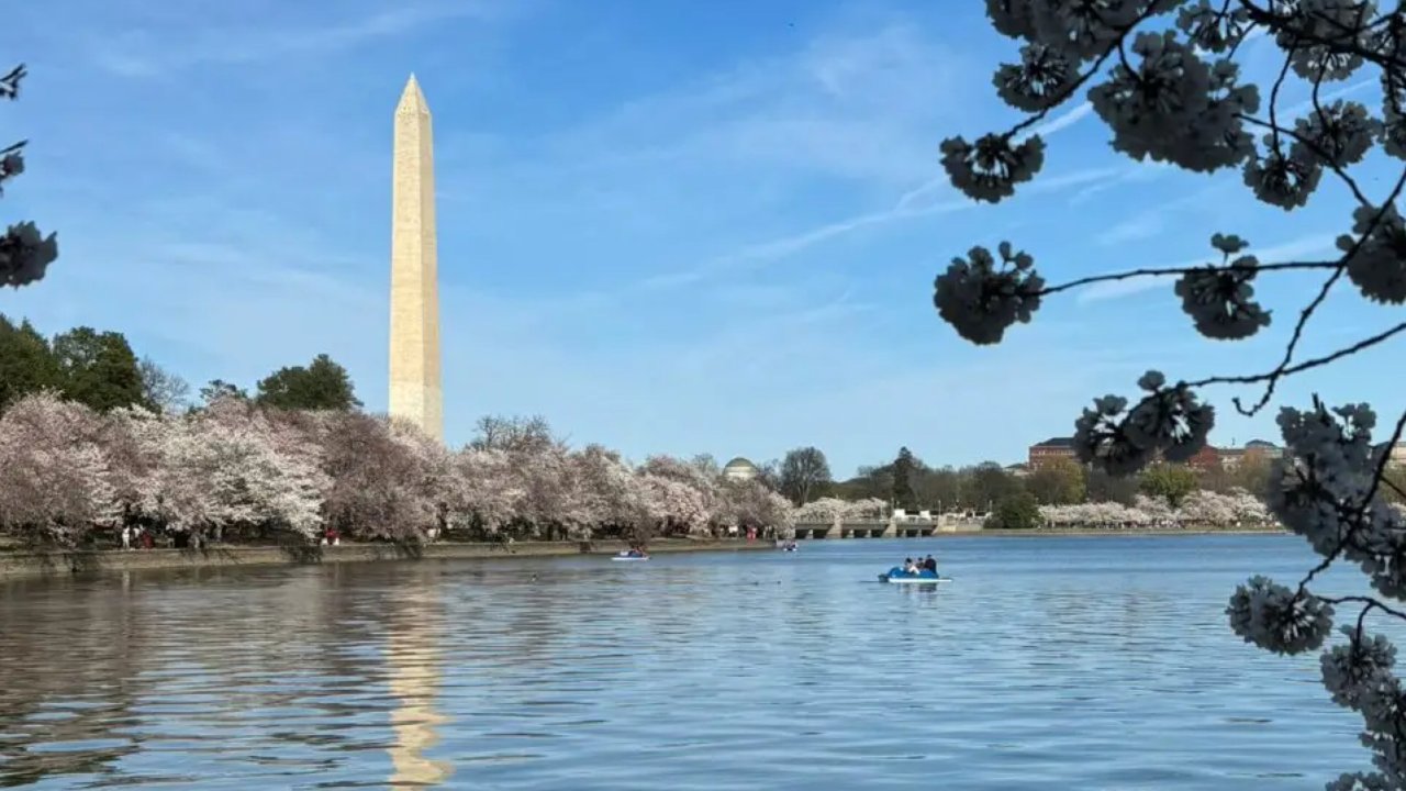 北美春天去华盛顿DC看樱花🌸。