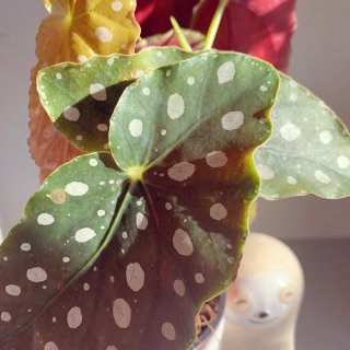 【植物笔记】一个暖心的礼物-鳟鱼秋海棠...