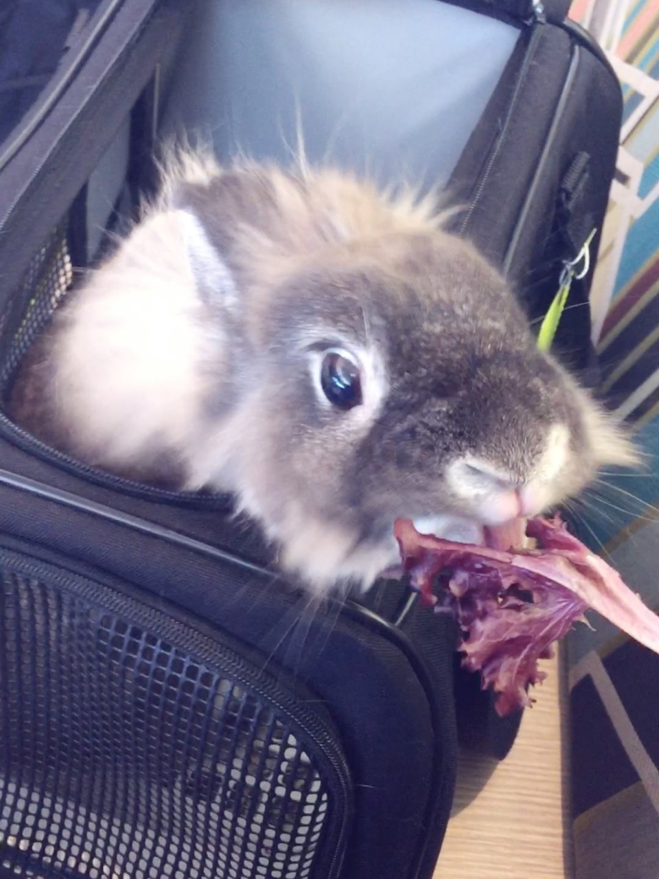 轉機等待中,給兔兔吃點生菜