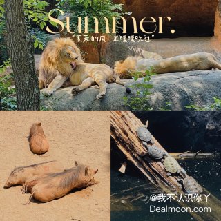 亚特兰大动物园🚌夏季慵懒风...