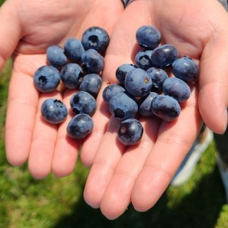 西雅图的蓝莓季开始啦~...