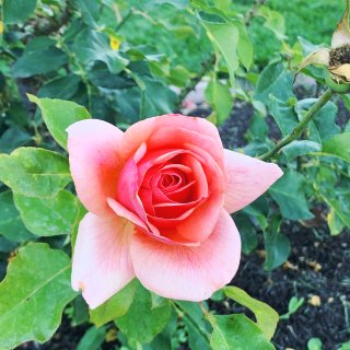 六月玫瑰花园｜Municipal Ros...